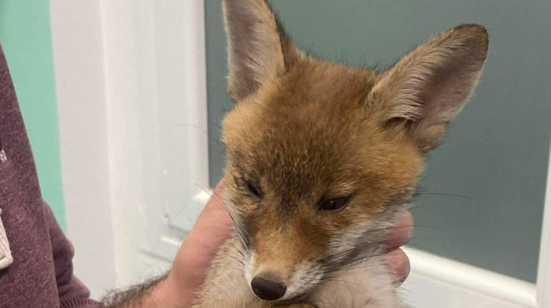 Χαλκιδική: Aλεπουδάκι 2 μηνών βρέθηκε τραυματισμένο 