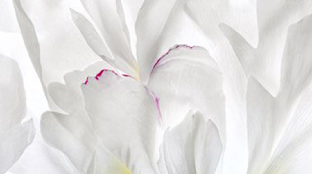 Κατερίνα Καλούδη: «Ένας κήπος στα όνειρά μου» στο Electra Art Space