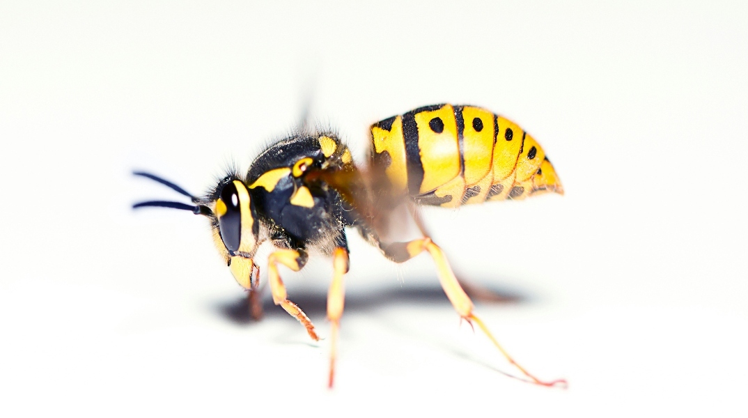 Η ασιατική σφήκα τρομάζει τους Βρετανούς 