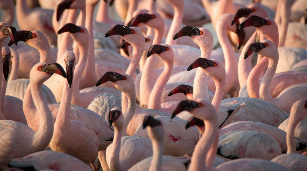 Ινδία: Δεκάδες ροζ φλαμίνγκο σκοτώθηκαν σε σύγκρουση με αεροπλάνο - Αντιδράσεις περιβαλλοντικών οργανώσεων - Τα στατιστικά στοιχεία που προκαλούν ανησυχία.