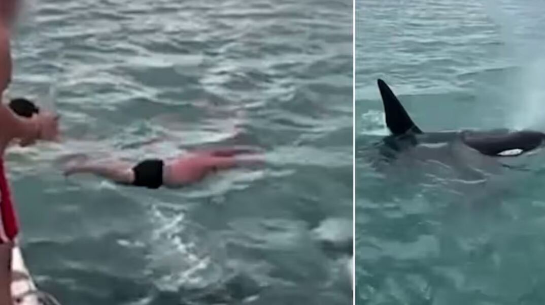 Νέα Ζηλανδία: Άνδρας βούτηξε στη θάλασσα για να ακουμπήσει όρκα