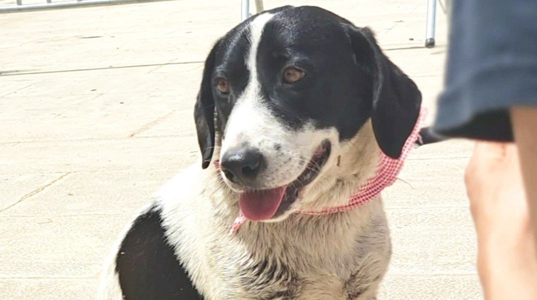 4ο Run Bike Care: Υιοθετήστε ένα σκυλάκι