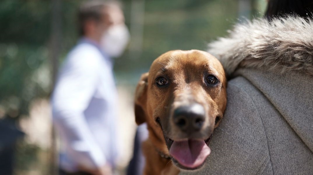 Ζωοφιλική Ένωση Ηλιούπολης: Κλείνει το καταφύγιο αδέσποτων ζώων από το οποίο υιοθέτησε τον Peanut ο Κυριάκος Μητσοτάκης - Η ανάρτηση των εθελοντών.