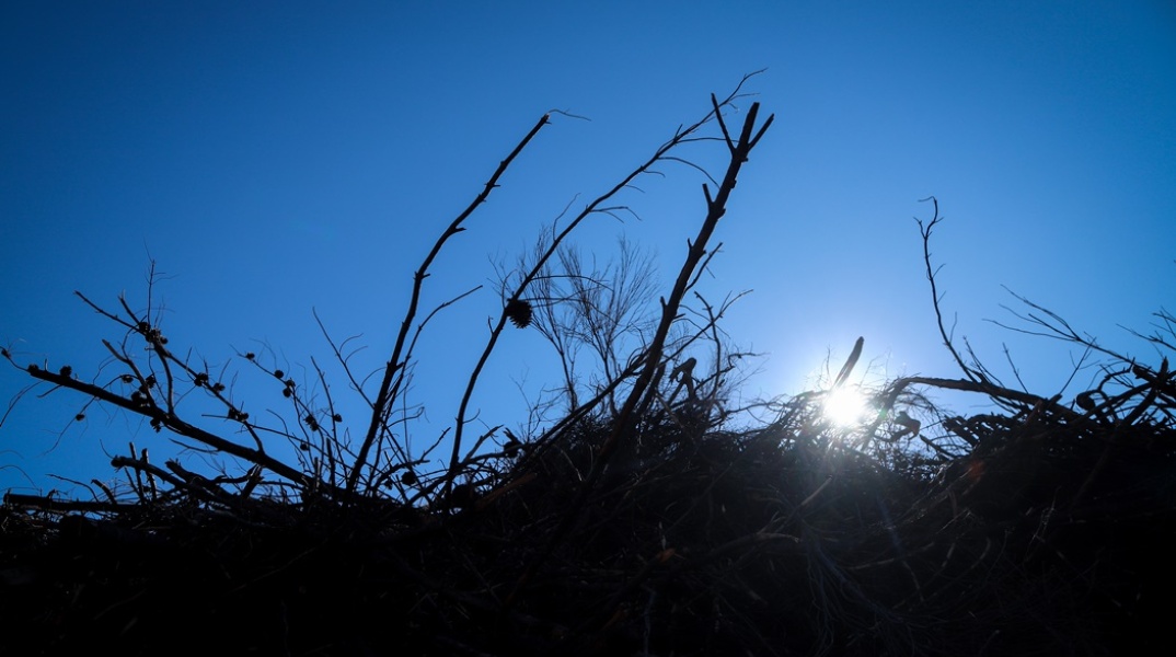 Χορτάρια και κλαδιά σε οικόπεδο