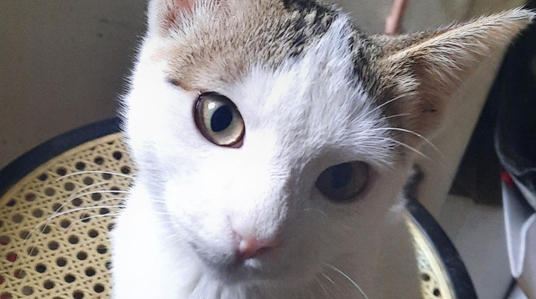 Μήπως Ρόζα;