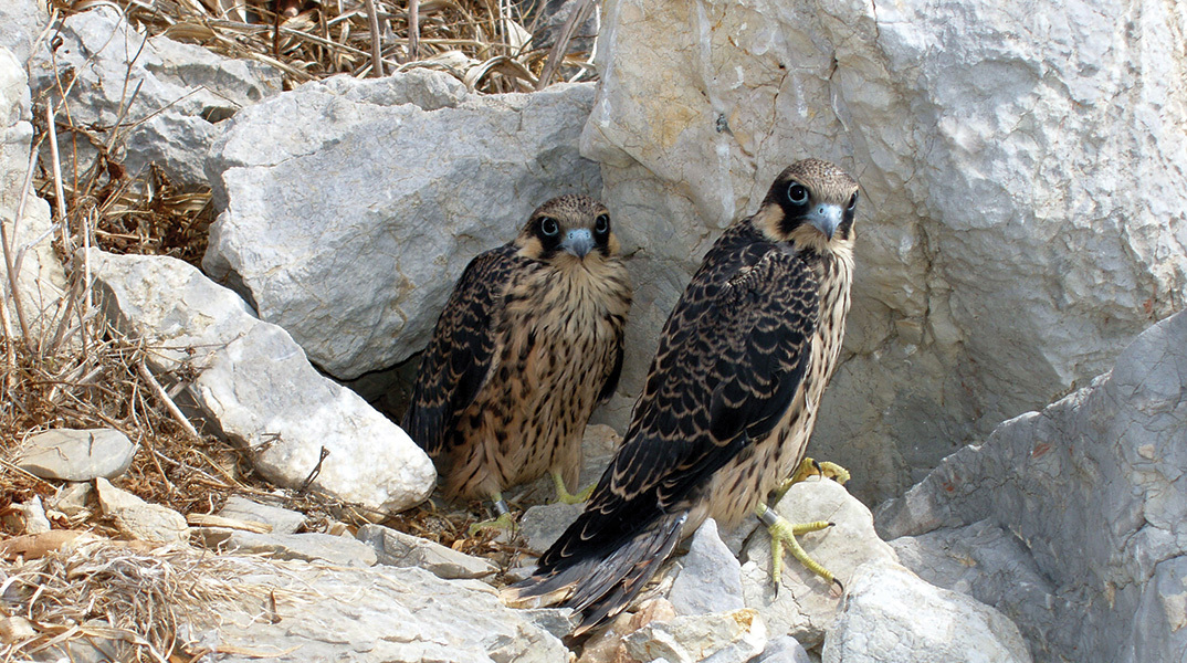 Ελληνική Ορνιθολογική Εταιρεία: 40 συν 2 χρόνια αφοσίωσης στην προστασία των άγριων πουλιών