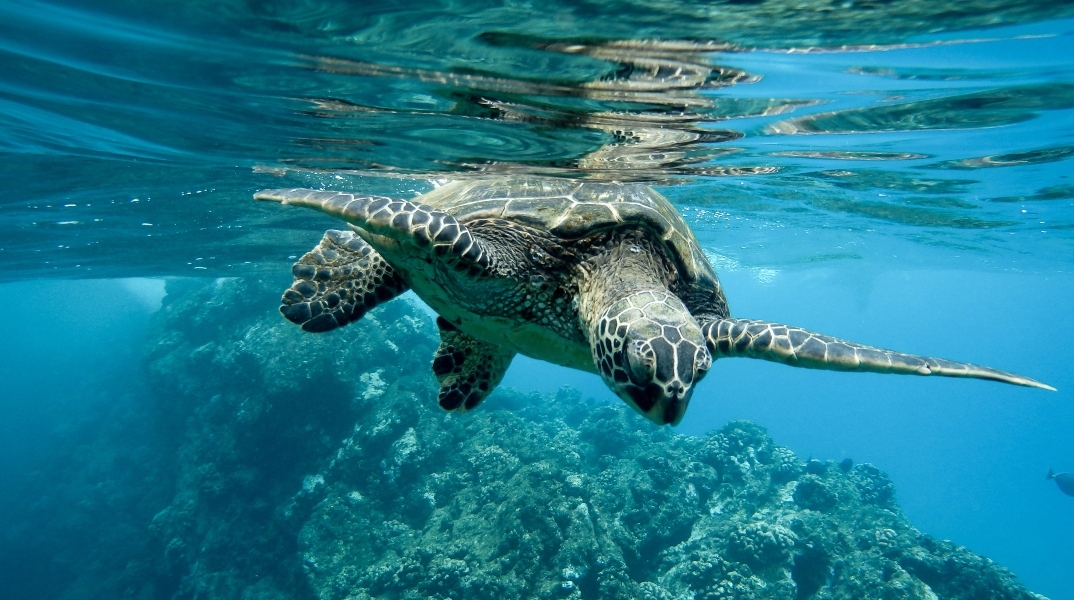 βιοποικιλότητα