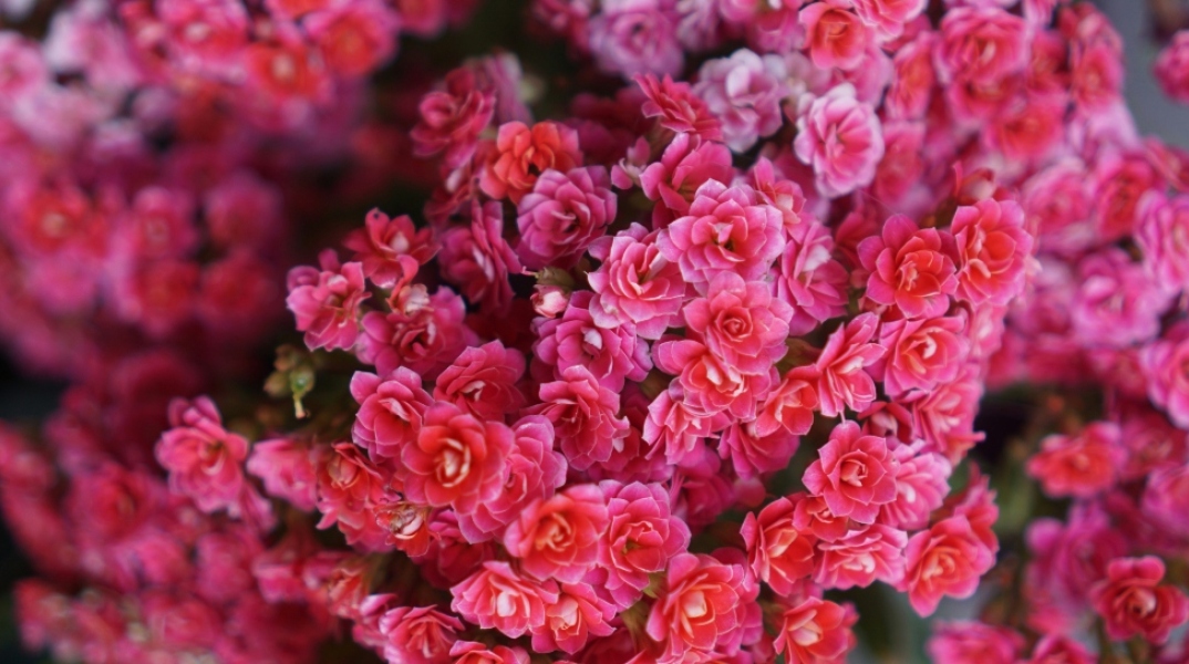 Εορτολόγιο: Σήμερα 8 Ιουνίου 2024 γιορτάζει…