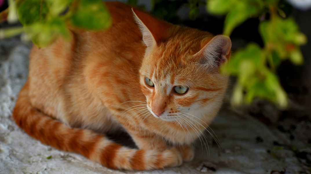 Hello and goodbye: Καλωσορίζοντας και αποχαιρετώντας μια γάτα