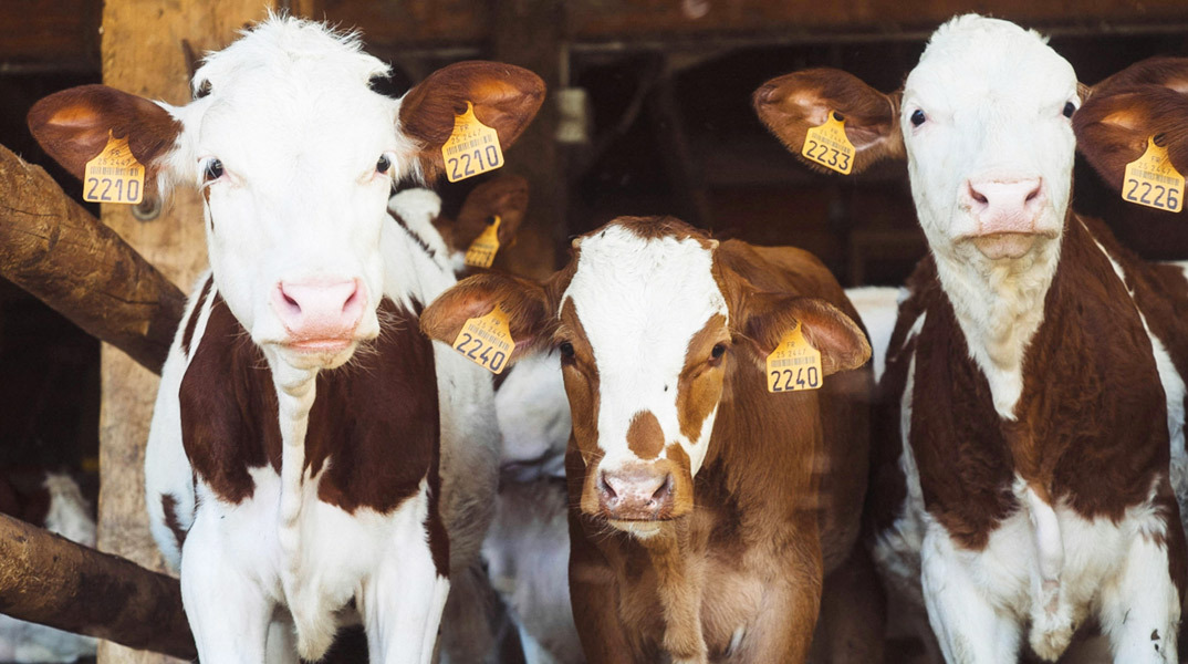 Το Μανιφέστο των Ζώων