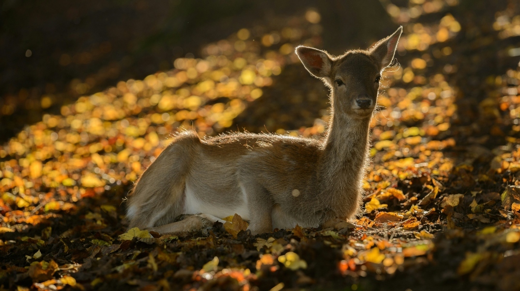 Ζαρκάδι επέστρεψε στη φύση: Ο Μάρλον Μπράντο είχε χτυπηθεί στην Καστοριά