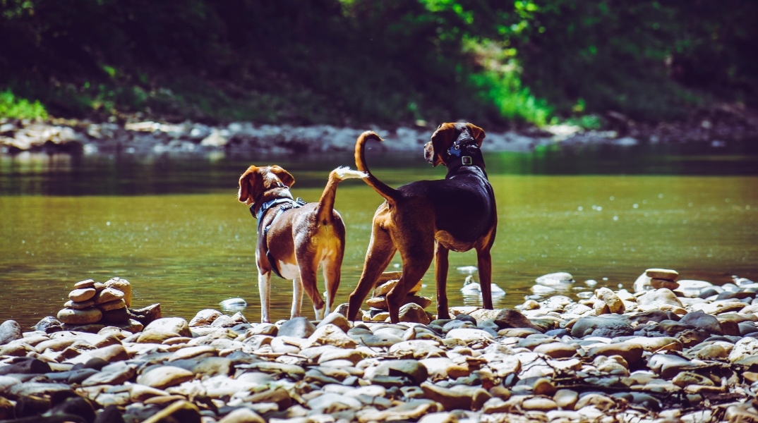 Γιατί τα σκυλιά παθαίνουν Διροφιλαρίωση?
