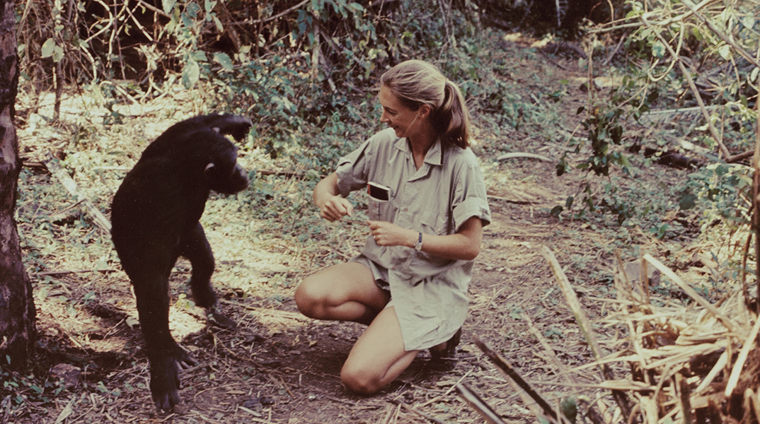 Η Τζέιν Γκούνταλ στο «Miss Goodall and the World of Chimpanzees»