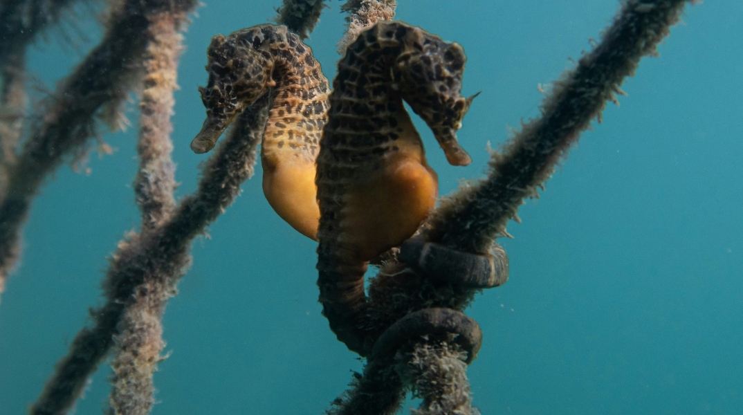 Aρσενικός ιππόκαμπος γεννά εκατοντάδες μωρά 