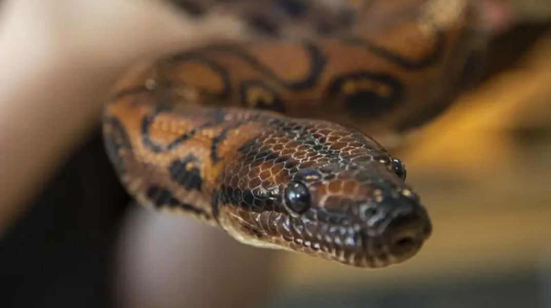 Βραζιλιάνικος βόας γέννησε 14 μωρά φίδια χωρίς ζευγάρωμα - Σπάνιο παράδειγμα παρθενογένεσης σε κολέγιο του Πόρτσμουθ - Οι εξηγήσεις των επιστημόνων. 