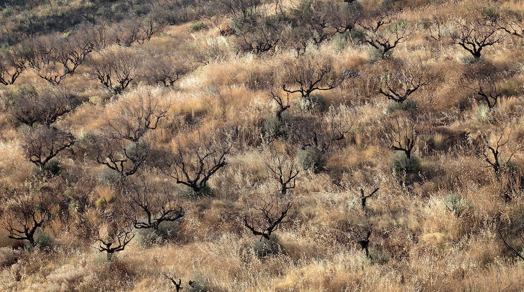 Περικλής Μπούτος: «Η φύση είναι ωραία ακόμα και μέσα στην καταστροφή της»