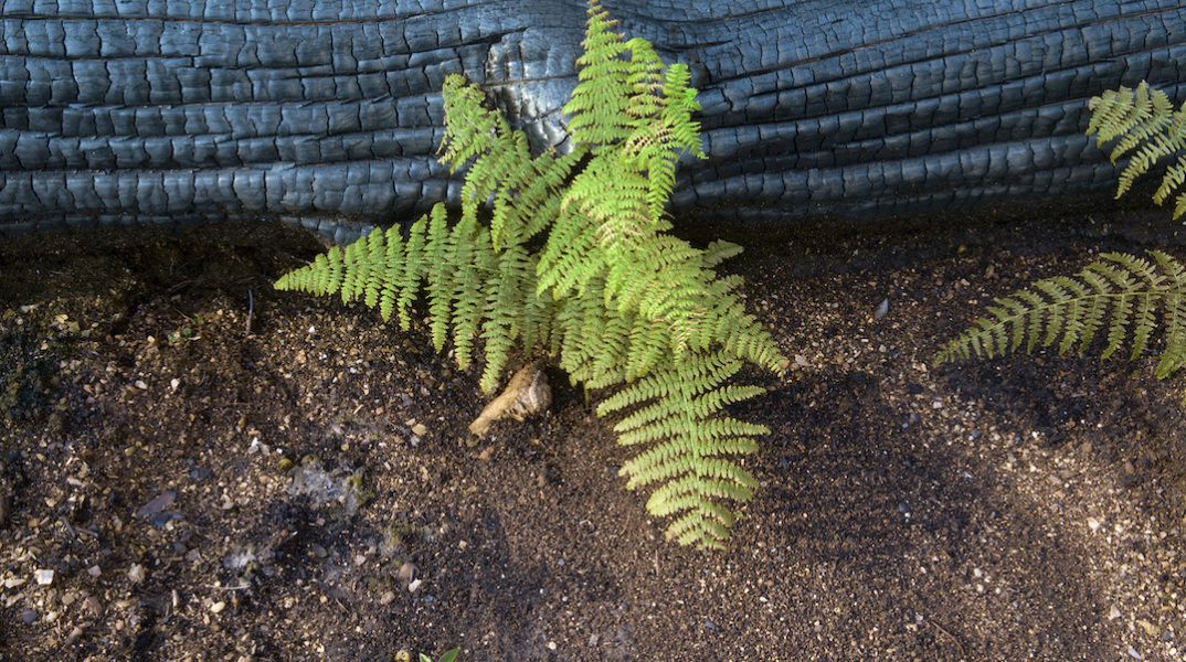 Περικλής Μπούτος - Καταστροφή και Αναγέννηση