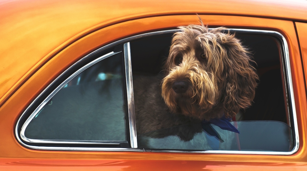  Σκύλος στο αυτοκίνητο: 6 συμβουλές για ένα ήρεμο ταξίδι