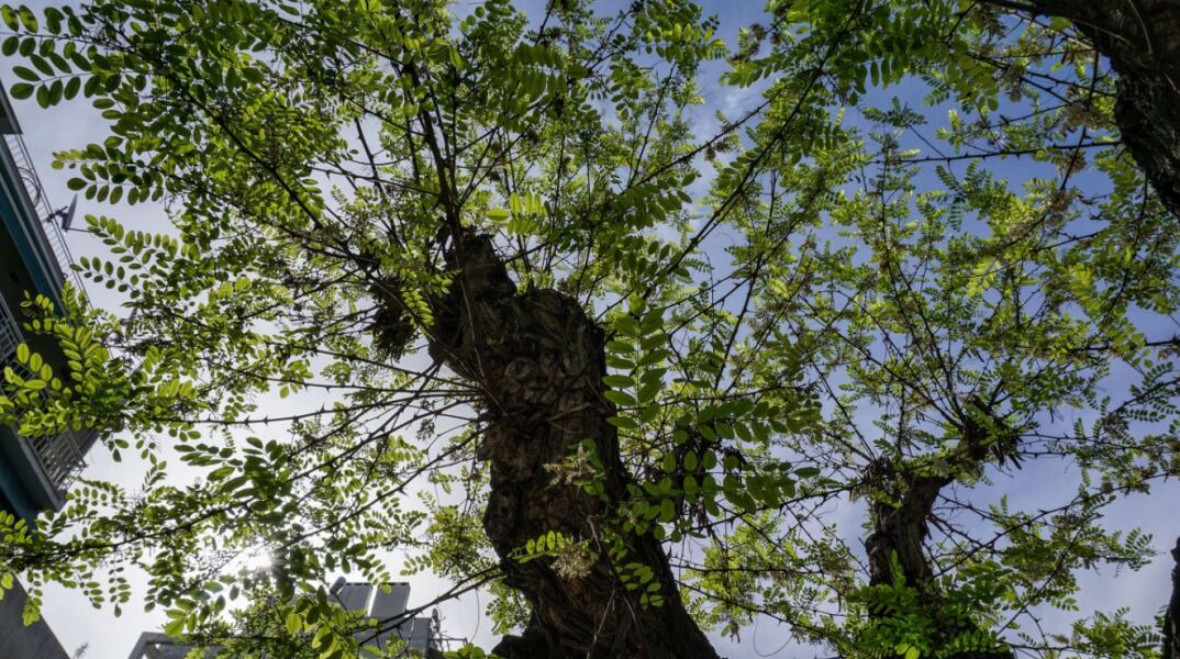 Παπάγου: Άνδρας καταπλακώθηκε από δέντρο