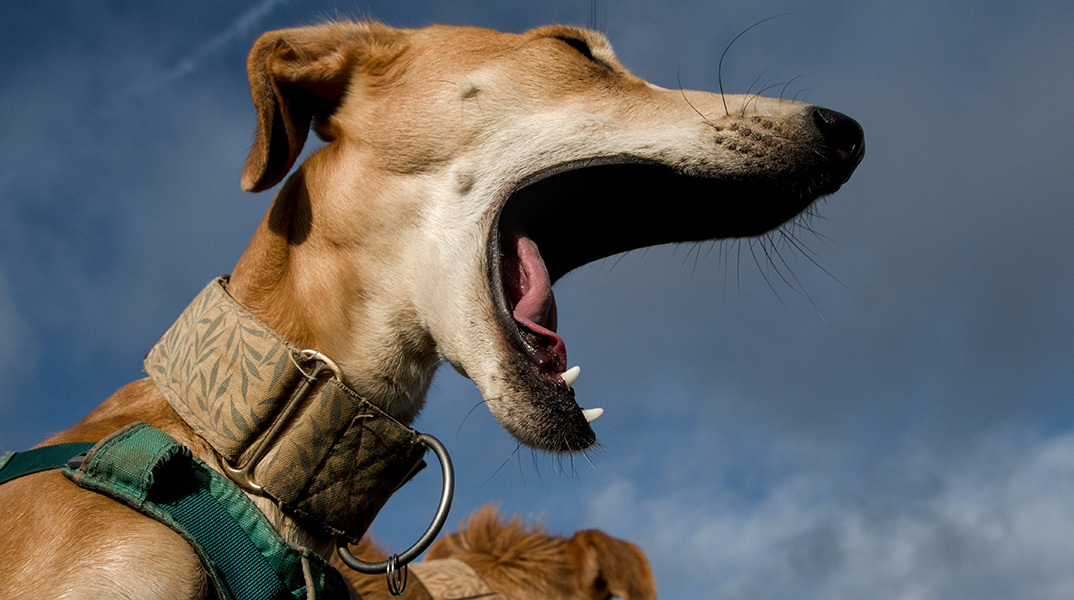 Η ιστορία των σκύλων ως κατοικίδια