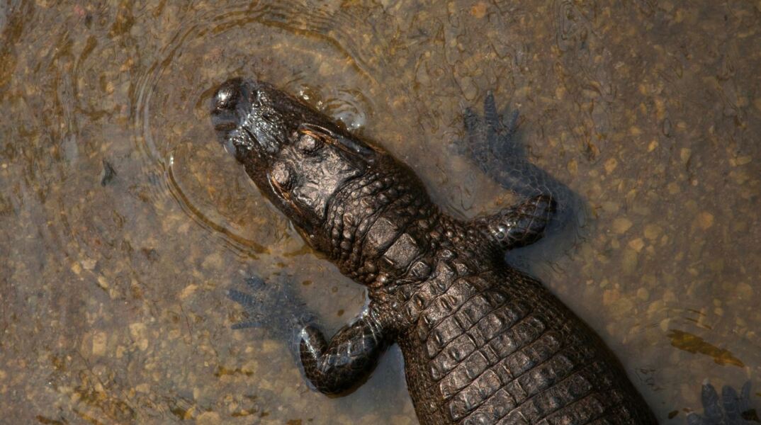 Αυστραλία: Αγνοείται 12χρονος που δέχθηκε επίθεση από κροκόδειλο