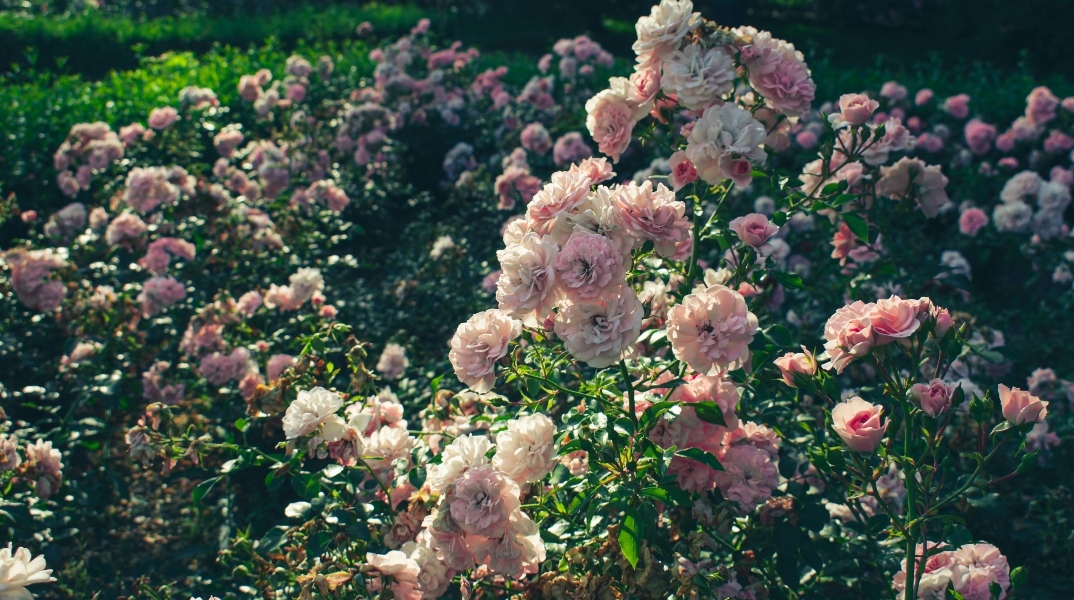 Εορτολόγιο: Γιορτές σήμερα, 5 Ιουλίου 2024