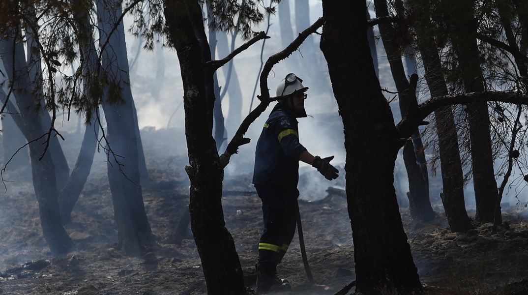 Πυροσβέστης ανάμεσα σε καμένα δέντρα μετά από κατάσβεση