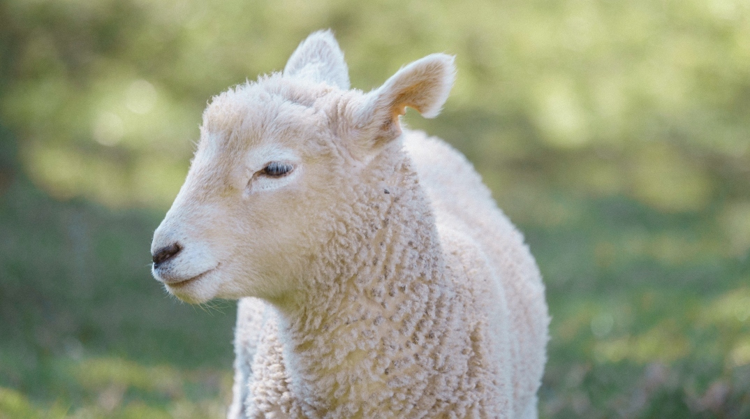 Πρόβατο απέφυγε τη σφαγή και περιπλανιόταν στους δρόμους της Νέας Υόρκης 
