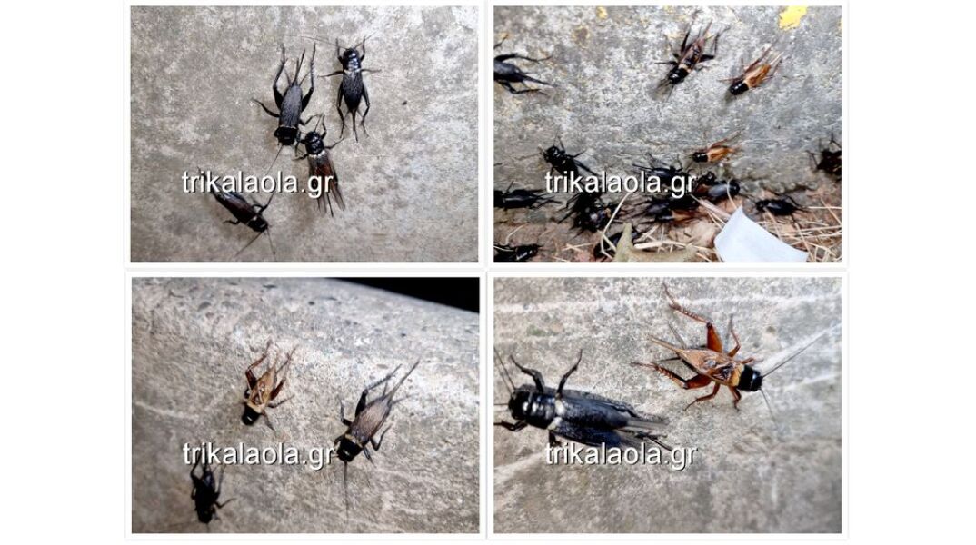 Τριζόνια στα Τρίκαλα