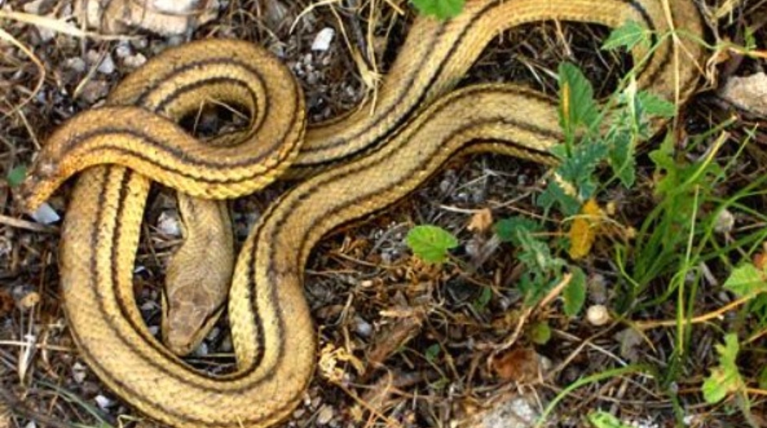 Νάξος: Φίδι εισέβαλε σε σπίτι 