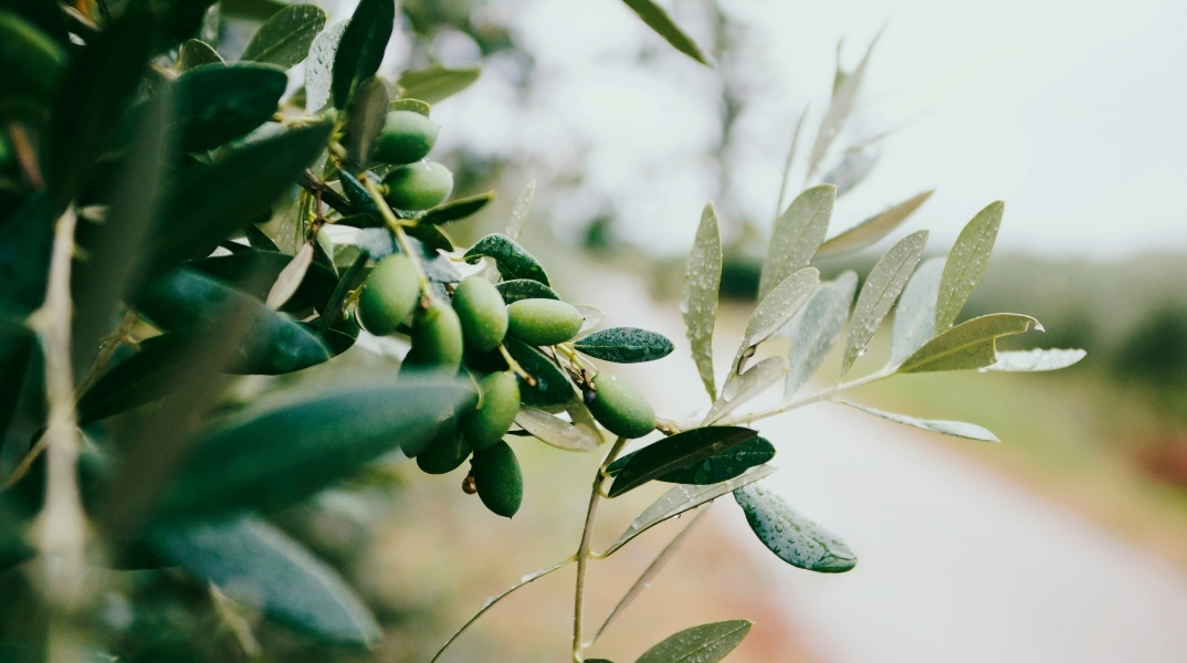 SMERemediumCap και Inspiring Earth δημιουργούν έναν ισχυρό όμιλο στο ελληνικό ελαιόλαδο