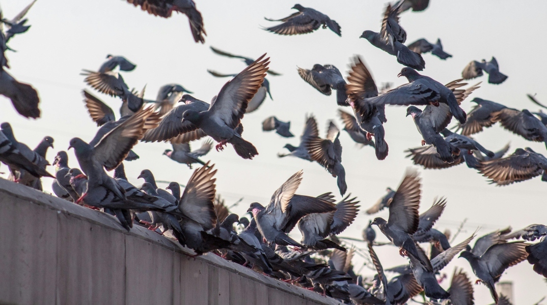 Περιστέρια: Ιπτάμενοι αρουραίοι