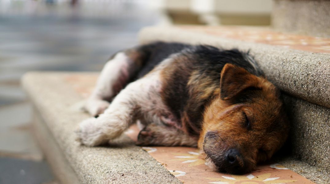 Τουρκία: Έντονες αντιδράσεις προκαλεί το σχέδιο νόμου για τη θανάτωση αδέσποτων σκύλων - Φέρνει αντιμέτωπες φιλοζωικές οργανώσεις και ομάδες πολιτών.