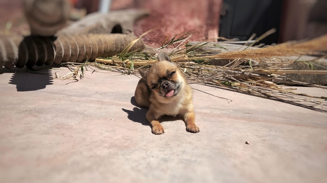 Γιατί παθαίνουν υπογλυκαιμία τα κουτάβια και οι μικρόσωμες φυλές;