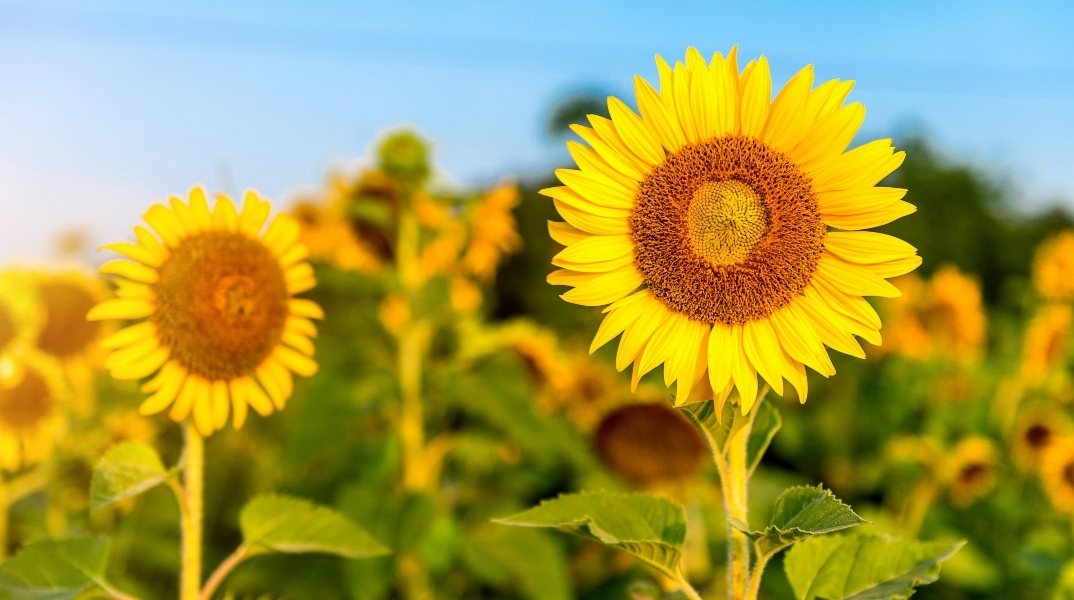 Εορτολόγιο: Σήμερα 29 Ιουλίου 2024 γιορτάζει…