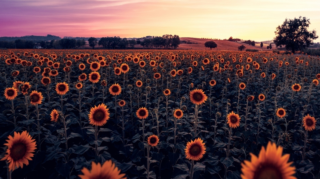 Εορτολόγιο: Σήμερα 31 Ioυλίου 2024 γιορτάζει…