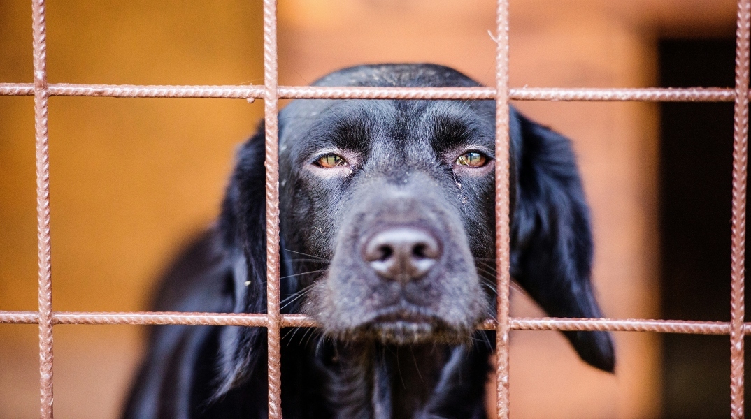 Η Τουρκία νομιμοποίησε τη θανάτωση των αδέσποτων σκύλων 