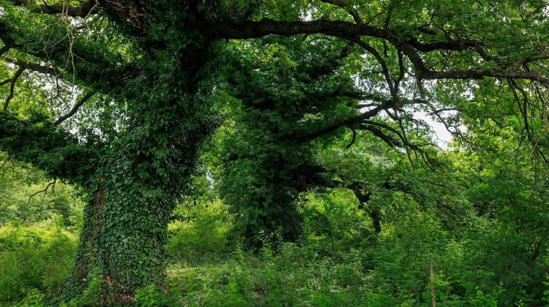 Η πυρκαγιά στο Κιλκίς δεν πείραξε το δάσος των Μουριών που έχει κηρυχθεί διατηρητέο μνημείο της φύσης - Απειλήθηκε λόγω των ισχυρών ανέμων. 