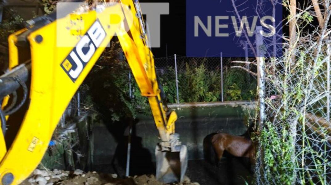 Ροδόπη: Διάσωση άγριου αλόγου από δεξαμενή άρδευσης 