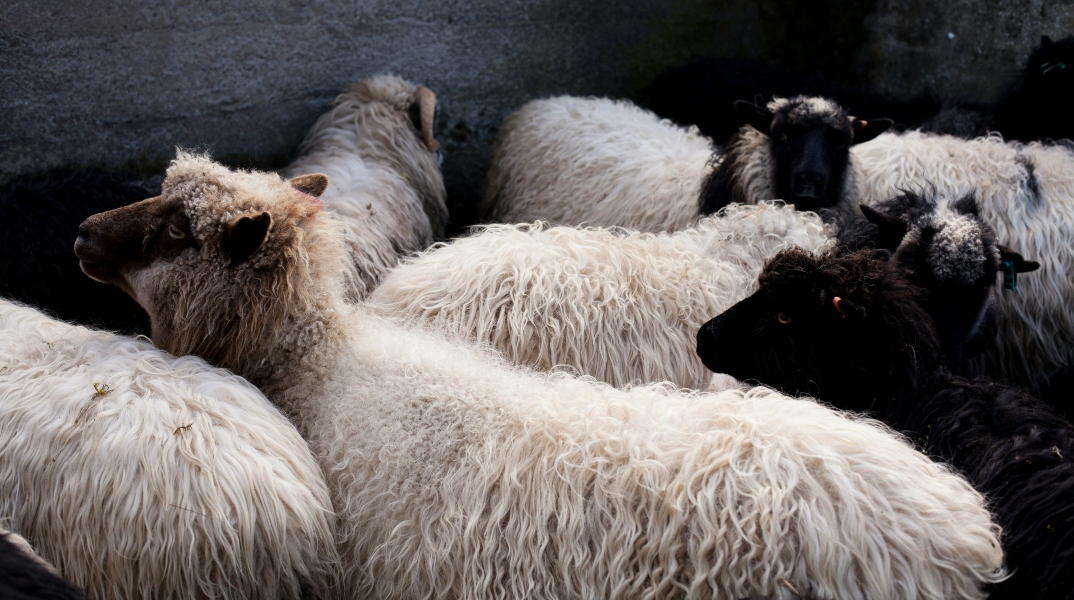 Πανώλη των αιγοπροβάτων: Αίρονται σταδιακά από Δευτέρα οι περιορισμοί 