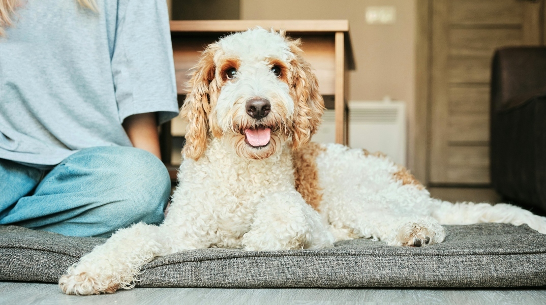 σκύλος κατοικίδιο 