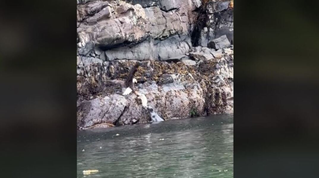 Μητέρα φώκια σώζει την τελευταία στιγμή το μικρό της από αετό