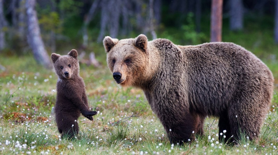 Το σχέδιο μαζικής εξόντωσης αρκούδων στη Σουηδία 