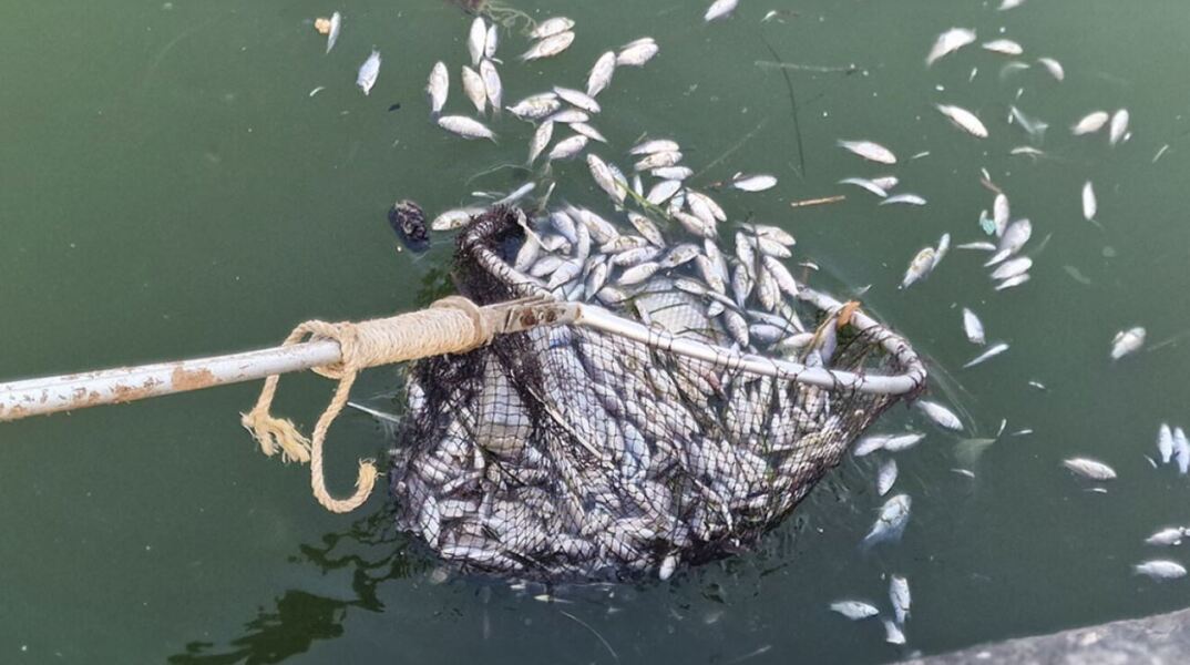 Νεκρά ψάρια στο λιμάνι του Βόλου