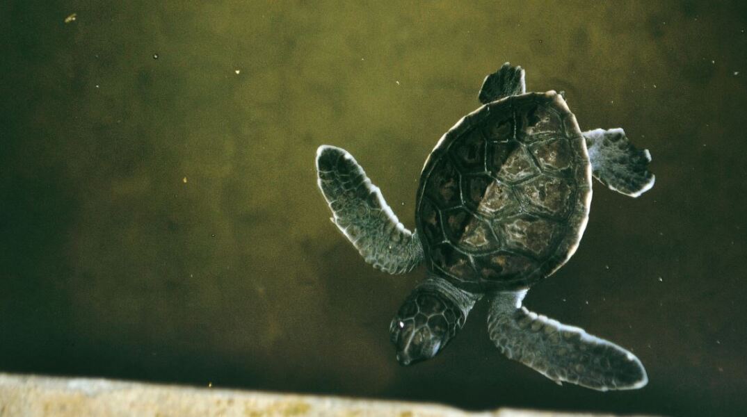 Διασώστης κάνει ΚΑΡΠΑ σε χελωνάκια σε παραλία της Φολεγάνδρου