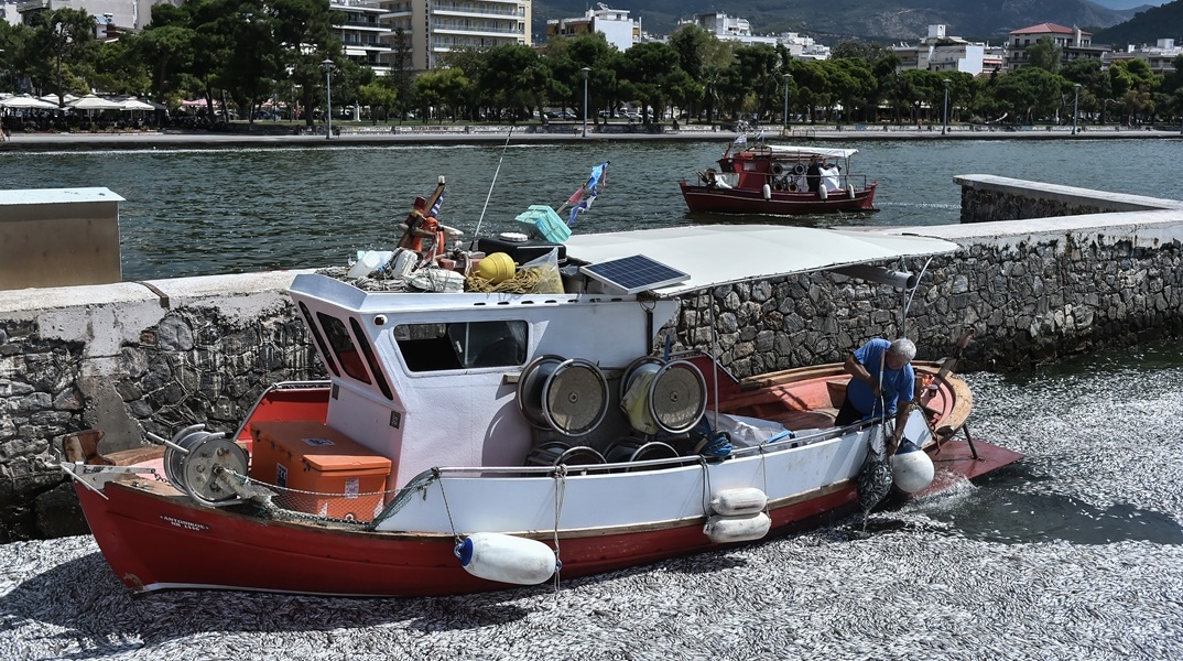 Νεκρά ψάρια στον Βόλο