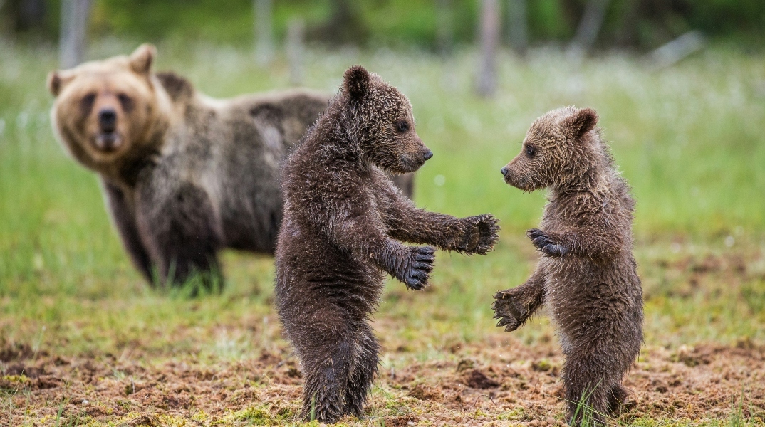 Φλώρινα: Νεκρά δύο αρκουδάκια σε τροχαίο 