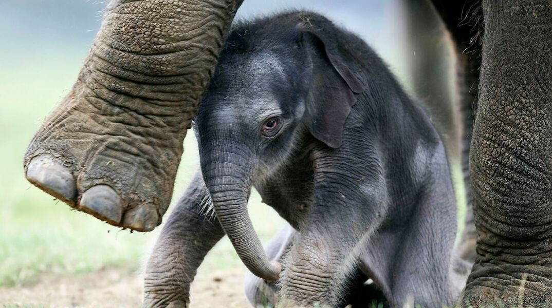 Καλιφόρνια: Viral το δεύτερο ελεφαντάκι του ζωολογικού κήπου