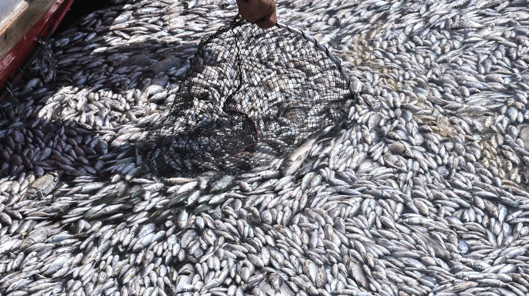 Νεκρά ψάρια στον Βόλο: Θέμα στα διεθνή ΜΜΕ οι εικόνες και τα αίτια