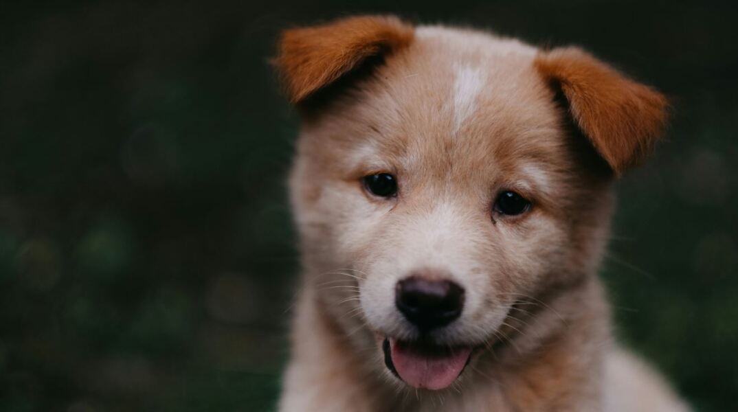 Κεφαλονιά: Πυροβόλησε και σκότωσε κουτάβι στην αυλή του γείτονα - Του επιβλήθηκε πρόστιμο €50.000 